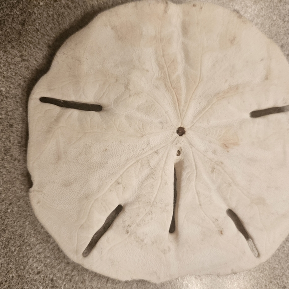 Natural Sand Dollar Decor - Picture 3 of 4